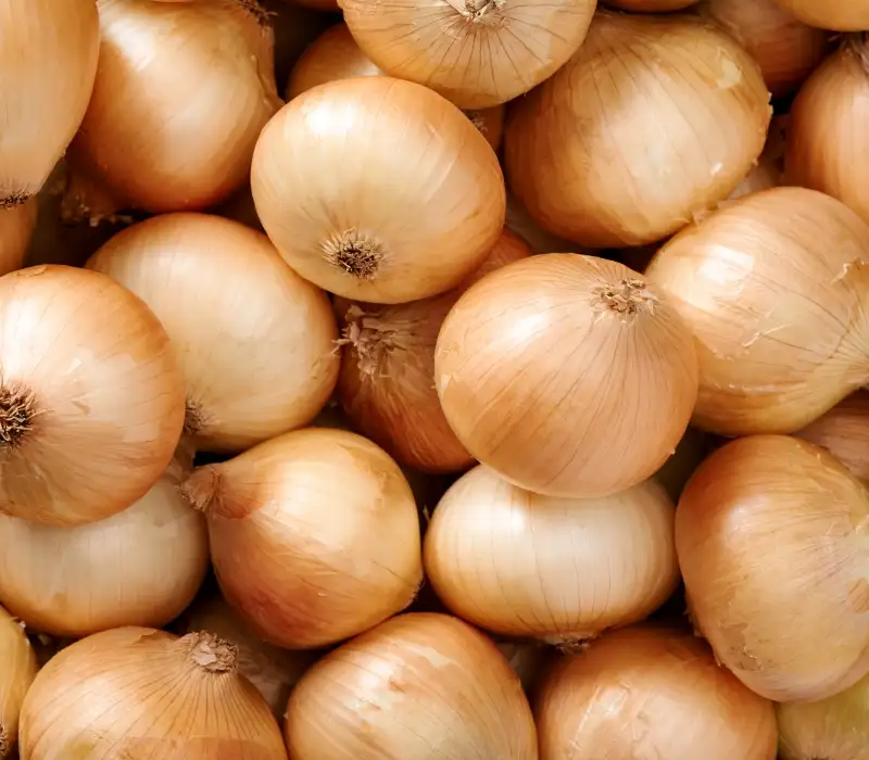 Oignon